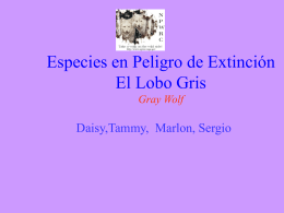 Endangered Species Gray Wolf