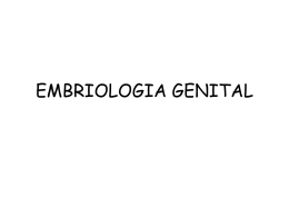 EMBRIOLOGIA GENITAL
