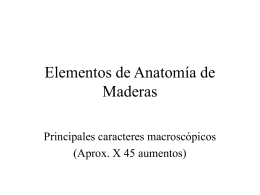 Elementos de Anatomía de Maderas
