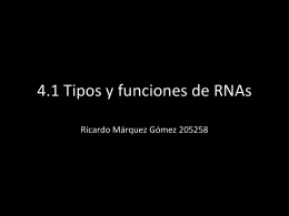 4.1 Tipos y funciones de RNAs