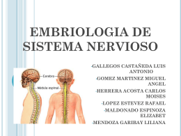 EMBRIOLOGIA DE SISTEMA NERVIOSO
