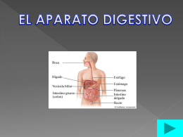 el aparato digestivo