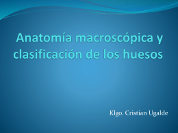 Anatomía macroscópica y clasificación de los huesos