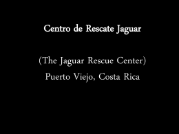 Here is the powerpoint about the Jaguar Rescue Center in Puerto