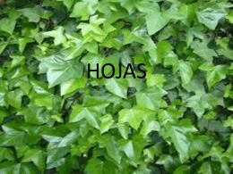 HOJAS - bionotas