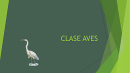 CLASE AVES completo (6209141)