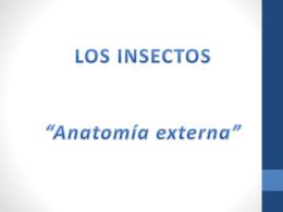 Anatomía externa - BLOG DE INSECTOS