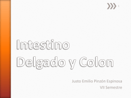 Intestino Delgado y Colon