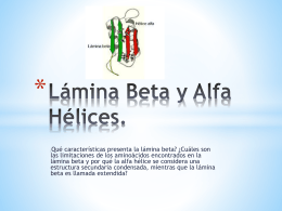 Lámina Beta y Alfa Hélices.