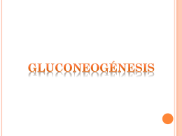 gluconeogeogenesis
