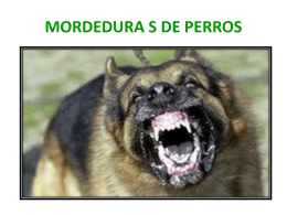 MORDEDURA S DE PERROS