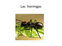 Las hormigas alejandra tania (366990)