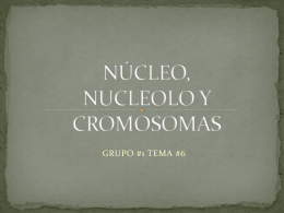 NÚCLEO, NUCLEOLO Y CROMOSOMAS - biologialasalle4-1