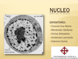 el nucleo celular