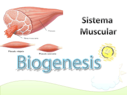 Los Músculos - BiogenesisLeon