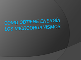 Como obtiene energía los microorganismos