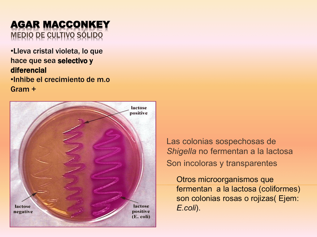 Macconkey broth мак-конки бульон