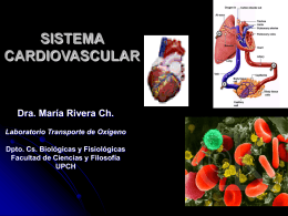 Sistema cardiovascular. Sistema Vascular,