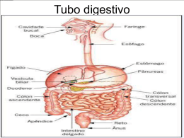 Tubo digestivo - Salud | Este es un aporte para