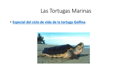 Las Tortugas Marinas