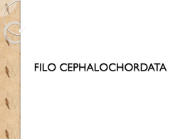 FILO CEPHALOCHORDATA