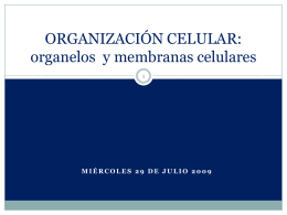 ORGANIZACIÓN CELULAR: organelos celulares y sus