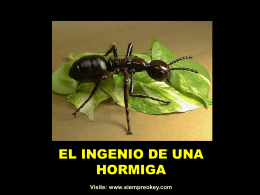 El ingenio de una hormiga