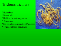 Trichuris trichiura Trichuriasis *Nematodo *Habitat