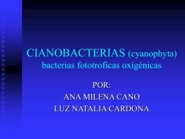 CIANOBACTERIAS (cyanophyta) bacteriasfototroficas …