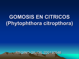 GOMOSIS EN CITRICOS (Phytophthora citropthora)