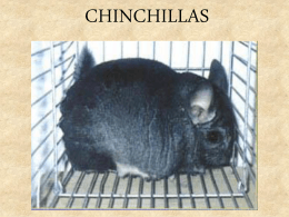 CHINCHILLAS
