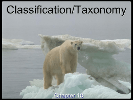 Classification Taxonomy
