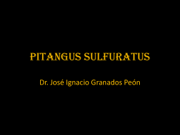 Pitangus sulfuratus