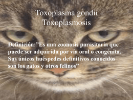 Toxoplasma gondii Toxoplasmosis