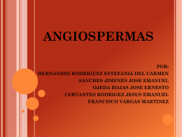 angiospermas