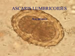 ASCARIS LUMBRICOIDES Ascariasis