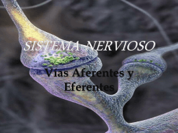 SISTEMA NERVIOSO - BIOLOGIA | Just another …