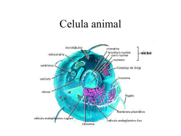 Celula animal - BLOGS DE ASIGNATURAS TRUMBULL | …