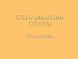 CICLO DEL ACIDO CITRICO - Bioquimica113's Blog | Just