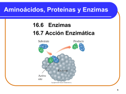 Amino Acids, Proteins, and Enzymes