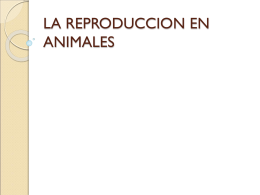 LA REPRODUCCION EN ANIMALES