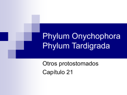 Phylum Onychophora Phylum Tardigrada