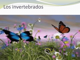 invertebrados
