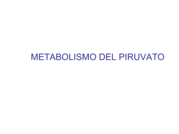 METABOLISMO DEL PIRUVATO - Profesora Maribel Arnes