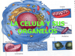 LA CELULA Y SUS ORGANELOS