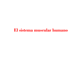 El sistema muscular humano