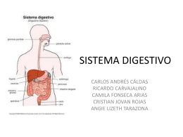 SISTEMA DIGESTIVO