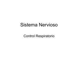 Sistema Nervioso VII