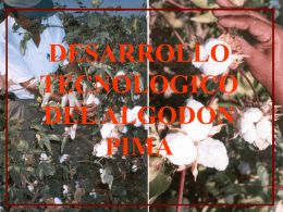 DESARROLLO TECNOLOGICO DEL ALGODON PIMA