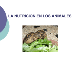 LA NUTRICION EN ANIMALES. EL APARATO DIGESTIVO.